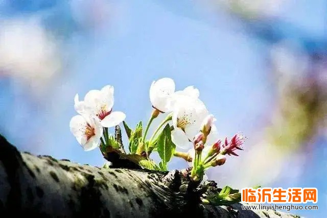 u=3575564342,327544824&fm=253&fmt=auto&app=138&f=JPEG.webp