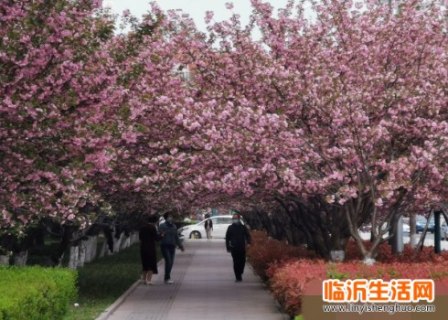 临沂广州路上的樱花开了！春日限定美景等你来